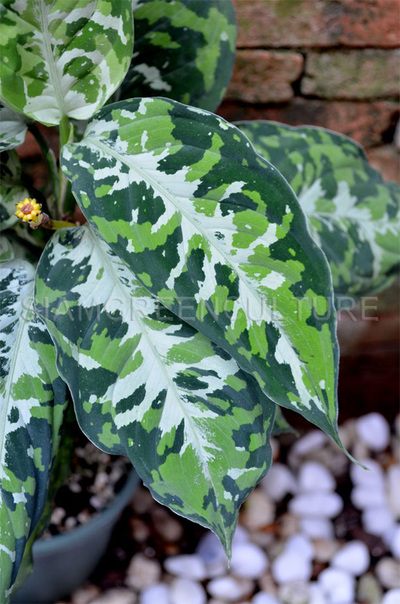 The Wholesale House >> Aglaonema pictum "Tricolor" Form 1 -- Rare terrarium aroids The Wholesale House >> Aglaonema pictum "Tricolor" Form 1 -- Rare terrarium aroids