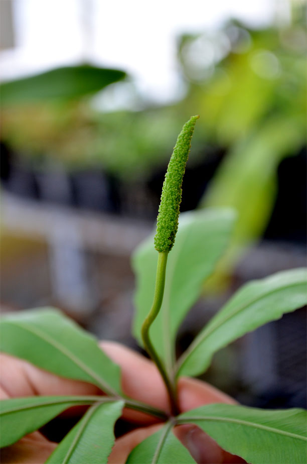 Leíró helminthostachys zeylanica