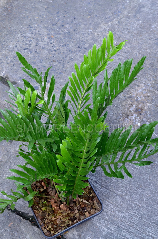 Lecanopteris lomarioides'Modayag'(blue rhizome type