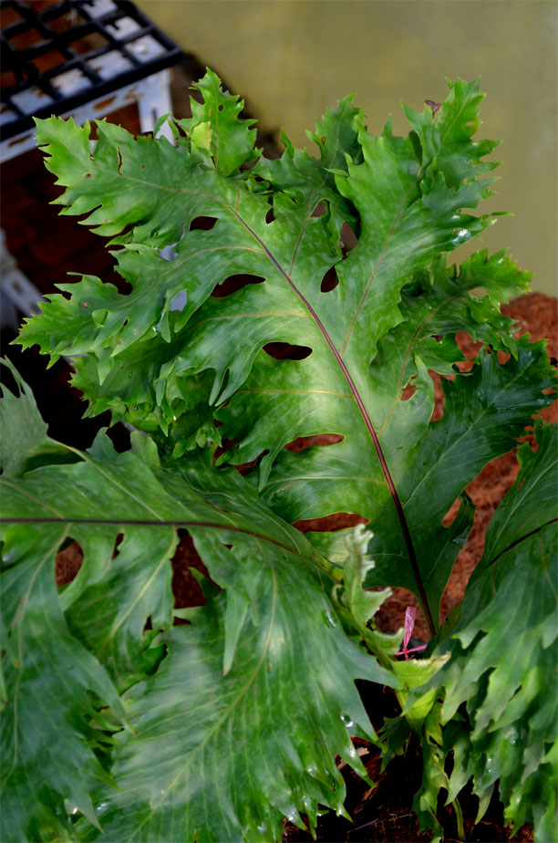 Drynaria sp. Ex. Thailand, Rare epiphytic fern, basket fern